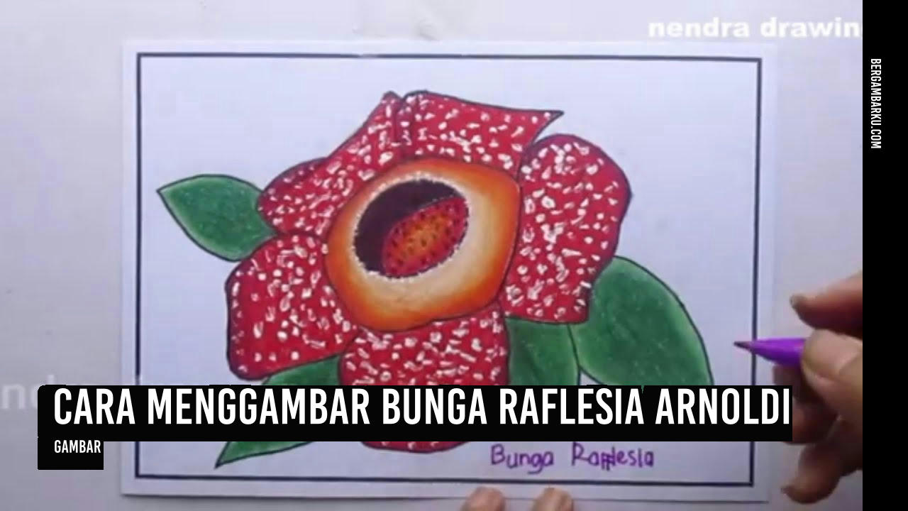 Cara Menggambar Bunga Raflesia Arnoldi