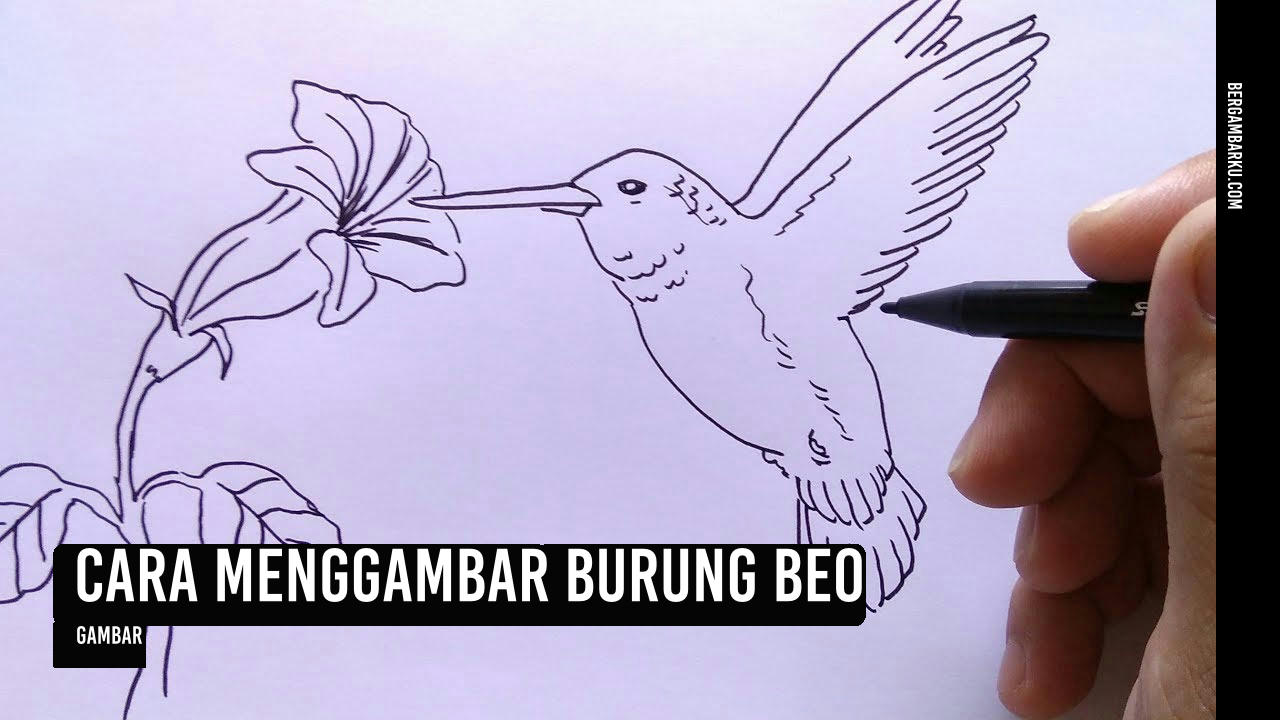 Cara Menggambar Burung Beo