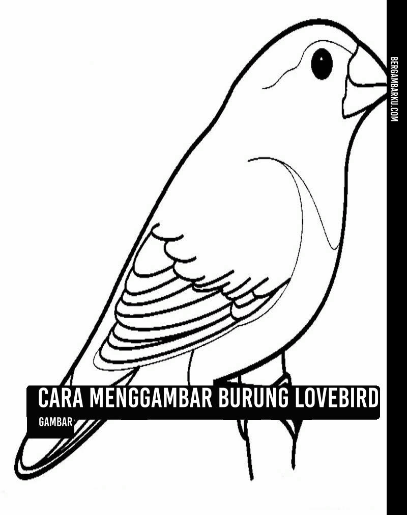 Cara Menggambar Burung Lovebird