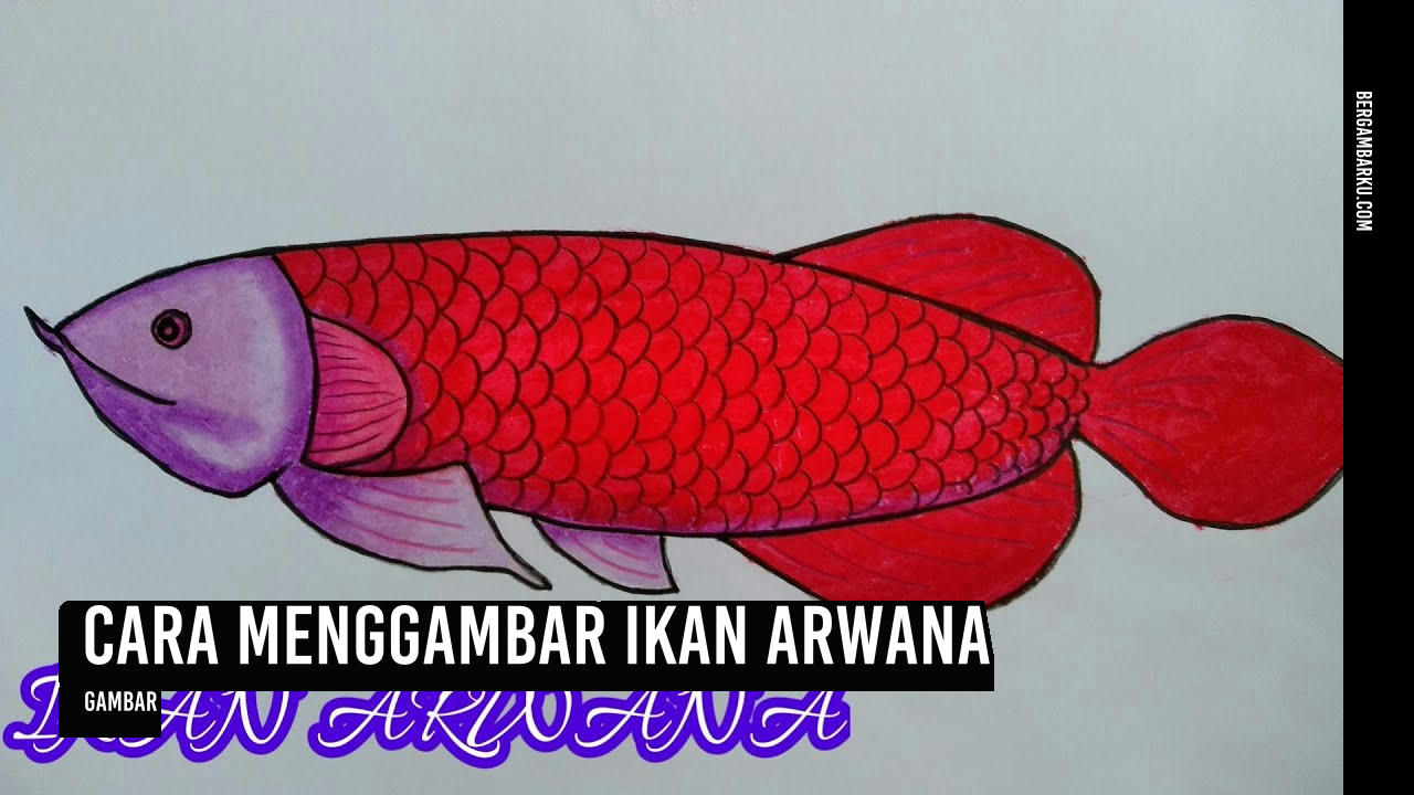 Cara Menggambar Ikan Arwana