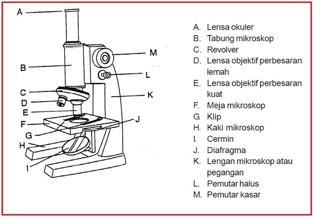 Cara Menggambar Mikroskop