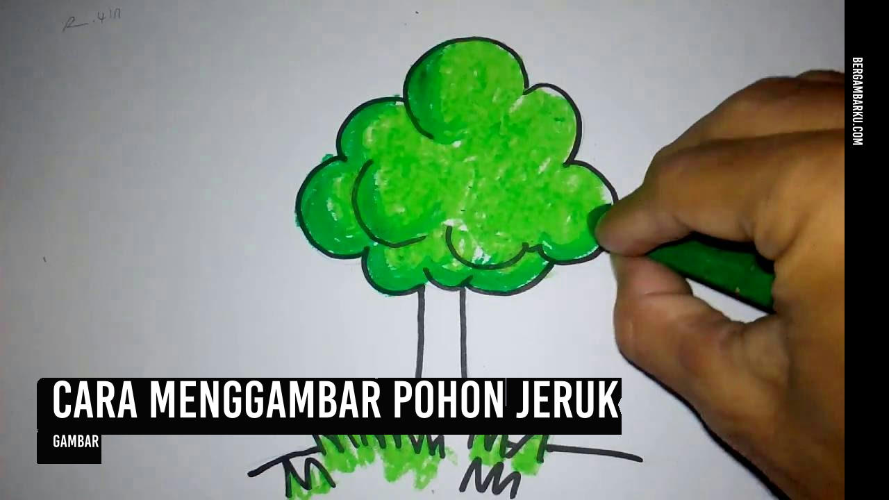 Cara Menggambar Pohon Jeruk
